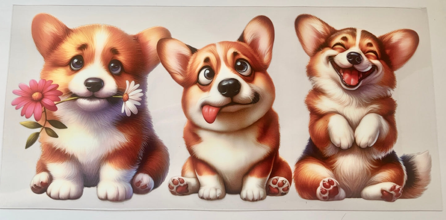 Corgi dog